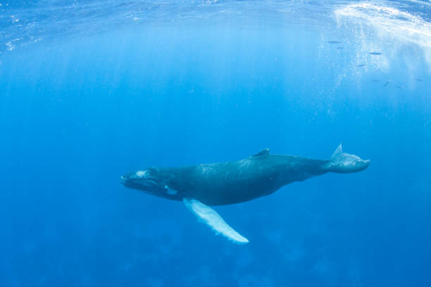 istock Young Humpback Whale in Blue Water 913798040