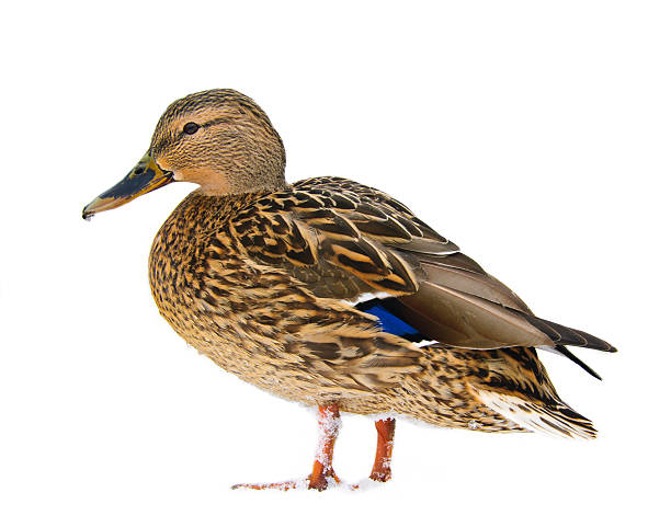 duck (isolated) stock photo