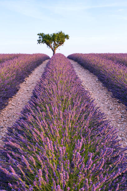 Lavender field  near Valensole.France stock photo