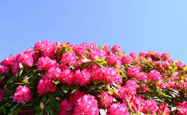istock Beautiful pink rhododendron flowers in early spring. 913800492