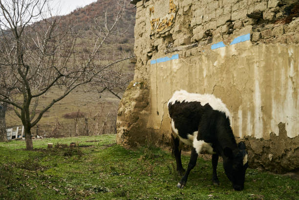 istock Clay house and a black and white grazing cow 913801004