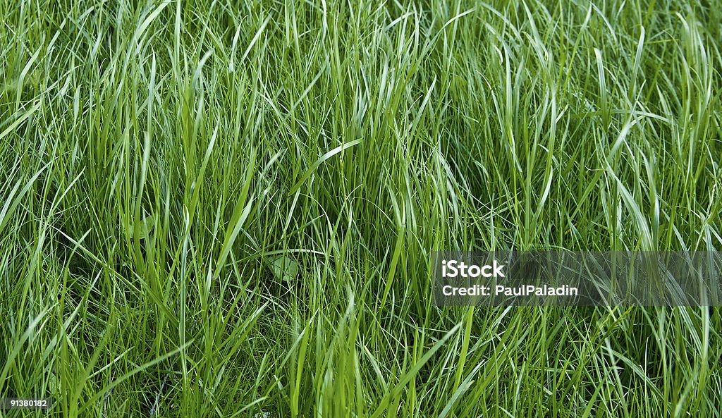 texture de l'herbe - Photo de Abstrait libre de droits