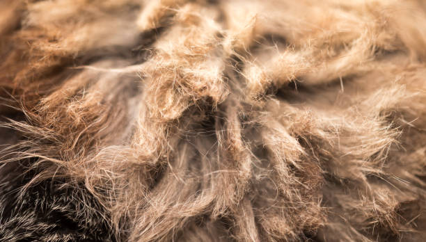 istock Wool of a fluffy cat as a background 913804232