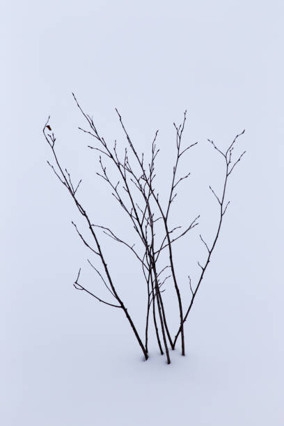 istock Dry grass in snow on nature in winter 913804304