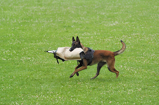 cão de esporte - belgian sheepdog - fotografias e filmes do acervo