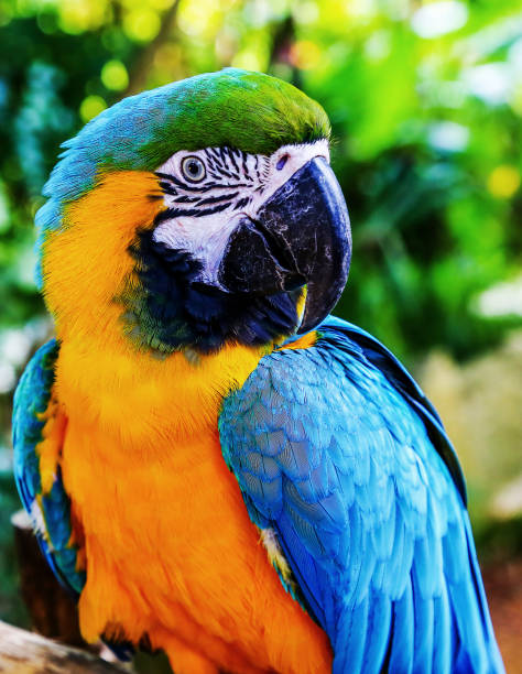 istock Blue-and-yellow macaw. Coloreful Macaw parrot 913804504
