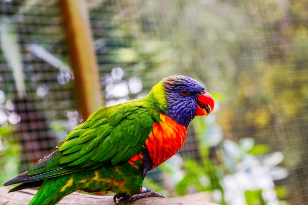 istock colorful rainbow loriquet on a branch 913804542