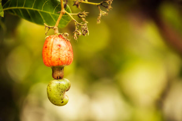 istock Cashew nut and fruit on blurry background 913808160