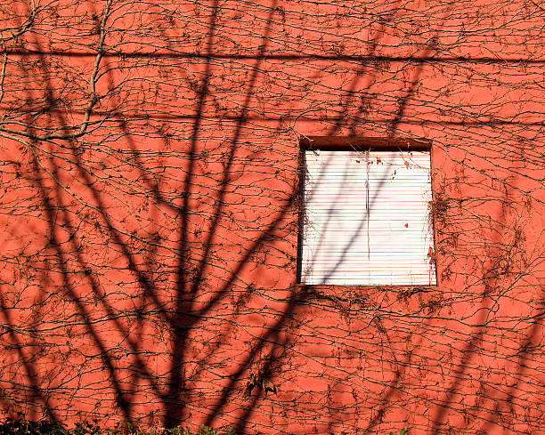 fenêtre et des nuances - plant orange wall architecture photos et images de collection
