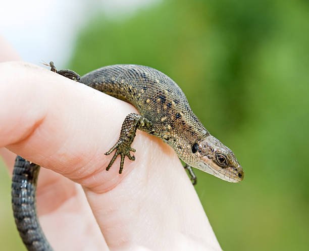 tiny lizard on human finger stock photo