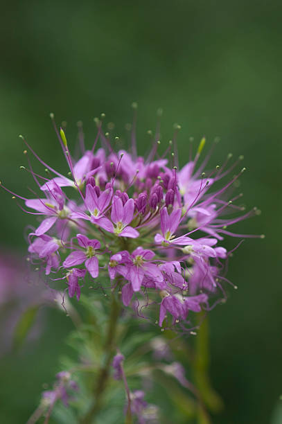 istock Rocky Mountain Bee Plant 91381233