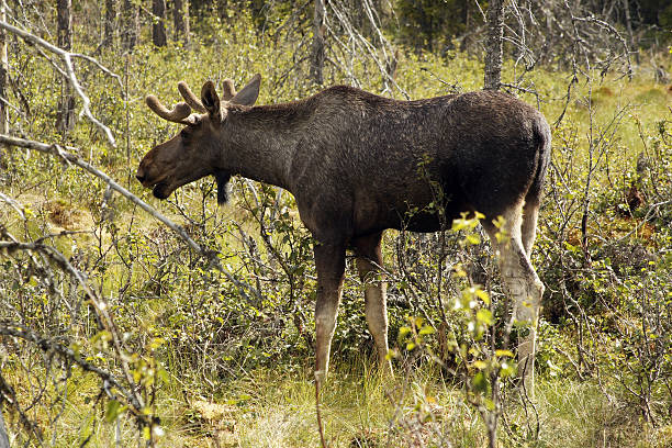 Moose l'été - Photo