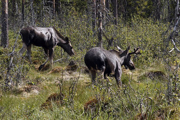 Elk Paar – Foto