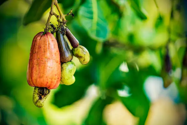 Cashew nut and fruit on blurry background