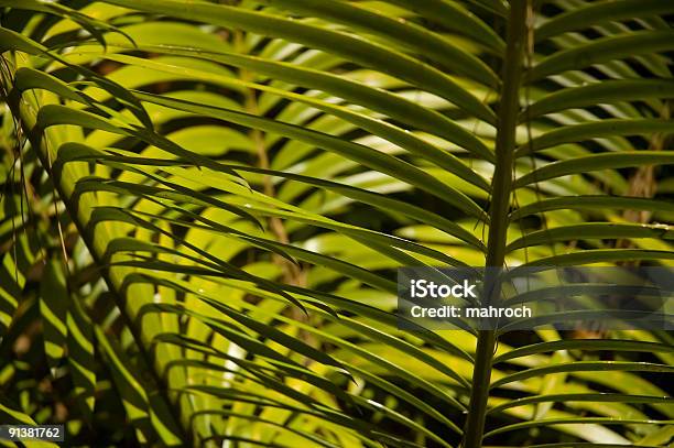Lepidozamia Hopei Stock Photo - Download Image Now - Abstract, Backgrounds, Bright