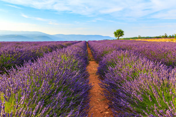 istock Lavender field summer landscape near Sault 913818994