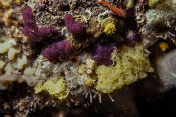 istock yellow and purple sea sponge on the reef 913819280