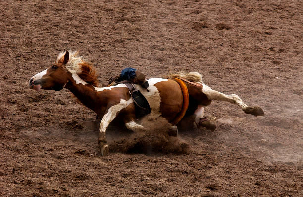 bronco koń objęty - horse animals in the wild wyoming rebellion zdjęcia i obrazy z banku zdjęć