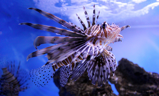 Lion fish on blue water