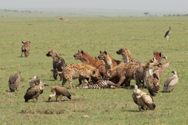a pack of hyenas devouring a fallen zebra on the grasslands of the Maasai Mara