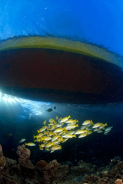 istock School of reef fish under a boat 91382101