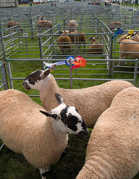 istock Sheep Pens at an Agricultural Show 91382201