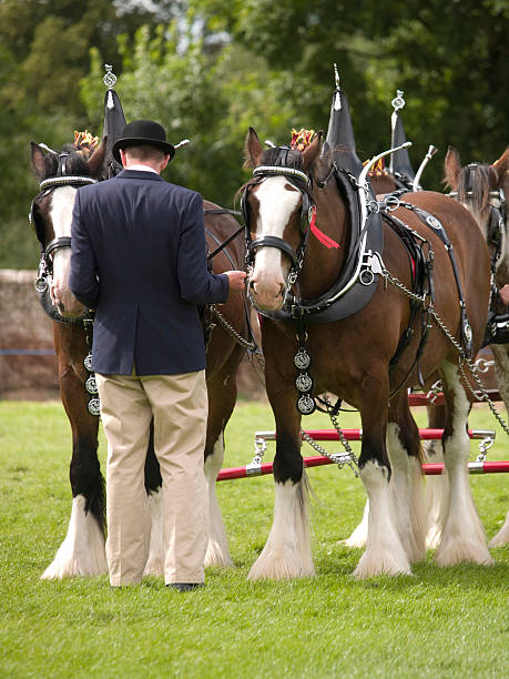istock Man with Clydesdale Horses 91382210