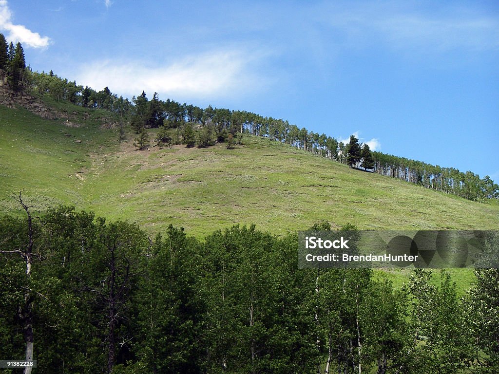 Albero Ridge - Foto stock royalty-free di Albero
