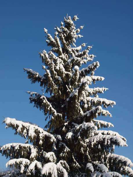 istock Spruce with cones covered with snow against the blue sky. 913822892
