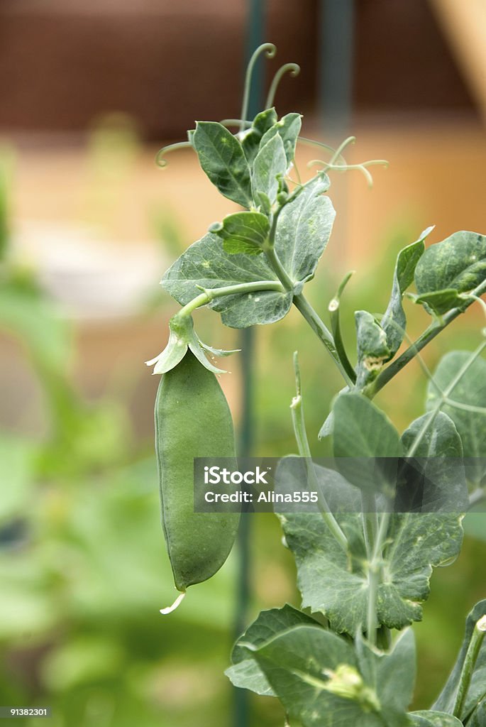 Wachsende grüne Bohnen auf der vine - Lizenzfrei Blatt - Pflanzenbestandteile Stock-Foto