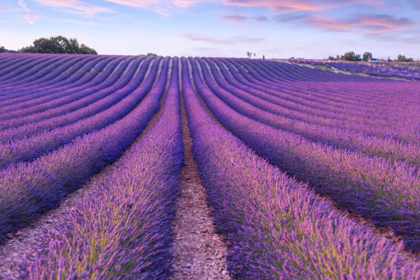 istock Lavender field summer sunset landscape  near Valensole 913823652
