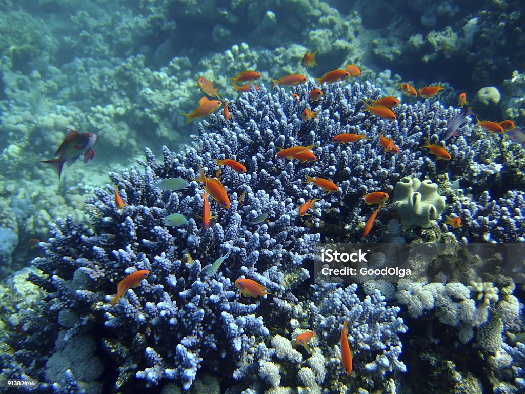 underwater landscape  Animal Wildlife Stock Photo