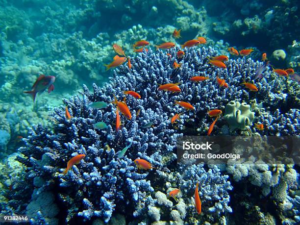 Underwater Landscape Stock Photo - Download Image Now - Animal Wildlife, Anthias Fish, Backgrounds