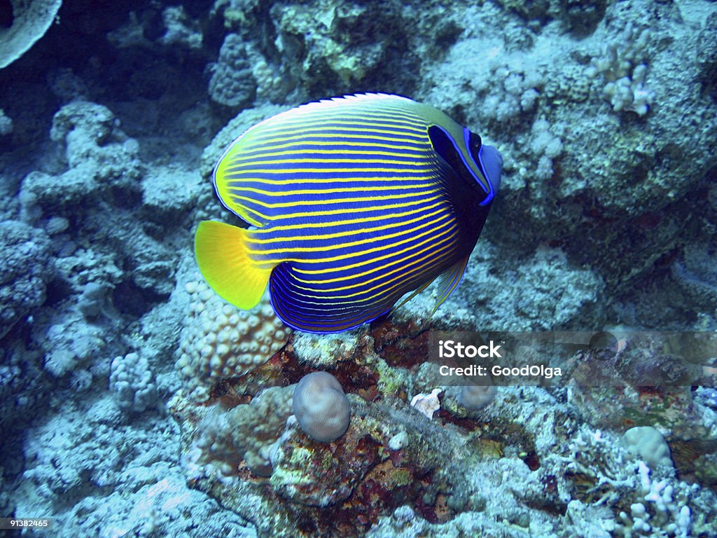 Poisson ange - Photo de Animaux à l'état sauvage libre de droits