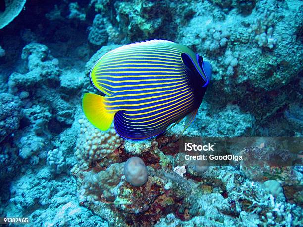 Photo libre de droit de Poisson Ange banque d'images et plus d'images libres de droit de Animaux à l'état sauvage - Animaux à l'état sauvage, Au fond de l'océan, Biologie