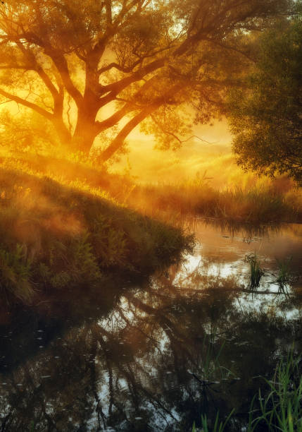 istock spring morning. dawn near a picturesque river 913824838