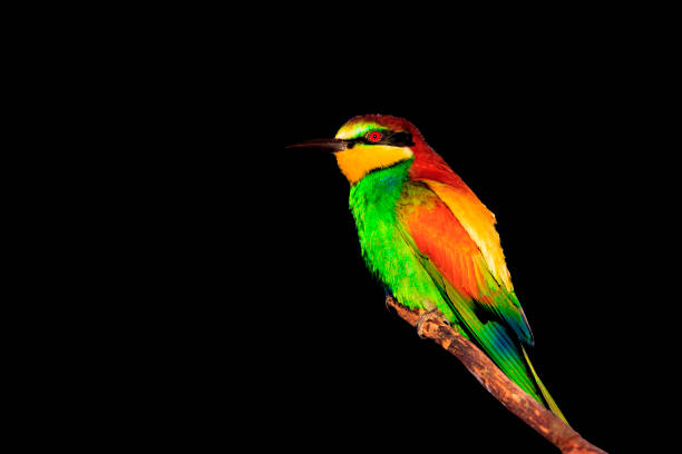 istock beautiful spring bird isolated on black background 913824944
