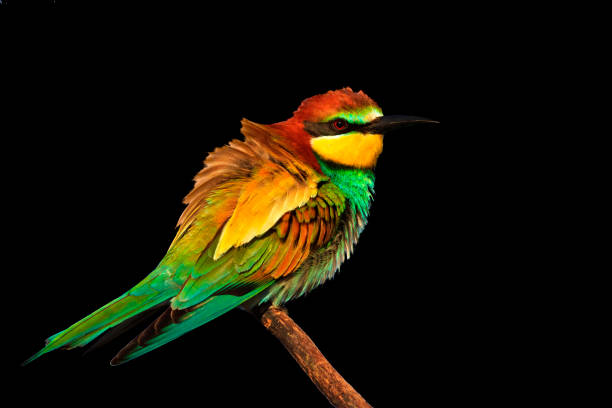 istock exotic colored bird is isolated on a black background 913824962