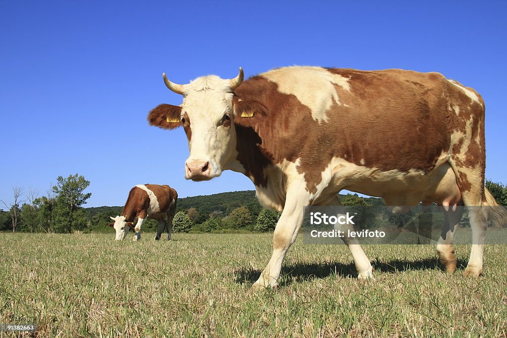 Beeves pasturage.  Agricultural Field Stock Photo