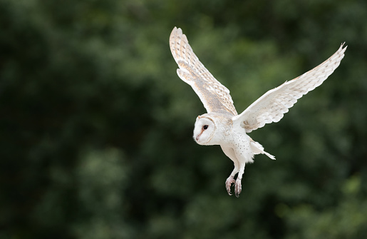 Extremely rare shot of a Barn Owl, Schleiereule (Tyto Alba) in flight. Nikon D810. Converted from RAW.
