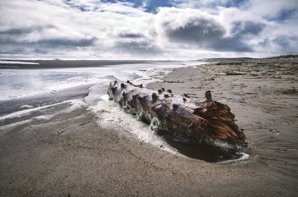 istock Old dry log on sand sea beach 913828722