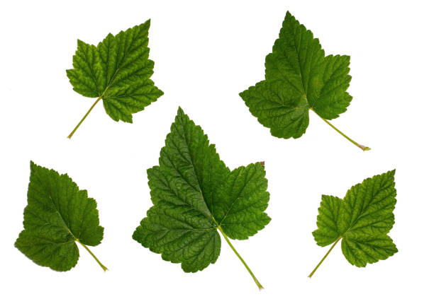 istock Leaves of currant, currant red, set of leaves 913831094