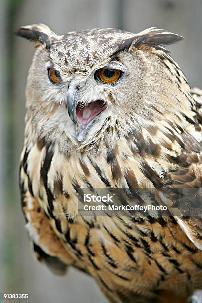 Photo libre de droit de Grandduc Deurope Squaking banque d'images et plus d'images libres de droit de Bec - Bec, Blanc, Faune