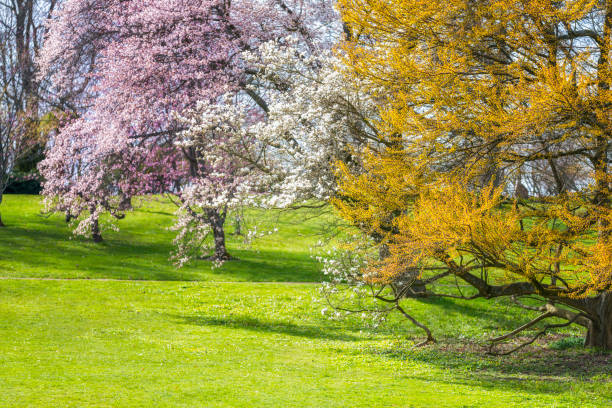 Cherry tree with white flowers in bloom in forest