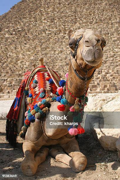 Sonriente En Camello En Frente De La Gran Pirámide De Giza Egipto Foto de stock y más banco de imágenes de Antiguo