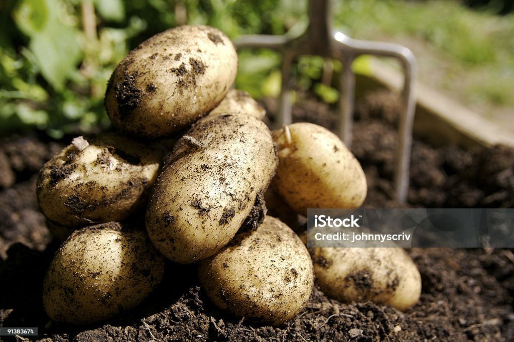 Fresh Potatoes...  Raw Potato Stock Photo