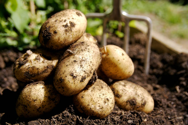 Fresh Potatoes...  garden fork stock pictures, royalty-free photos & images