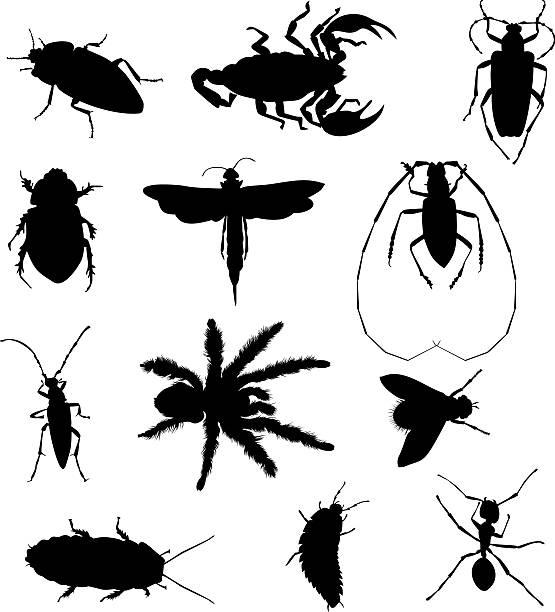 insects set  ground beetle stock illustrations