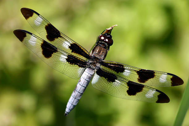 istock Dragonfly, Skimmer, American, Dragon fly 91383899