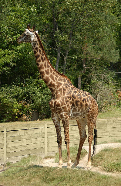 Giraffe stock photo